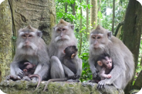 Monkey forest Bali