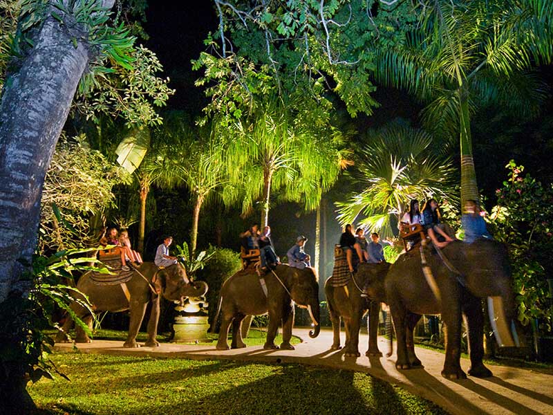 cosmo safari under thes tars