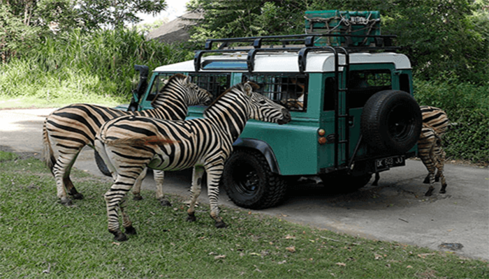 4x4 bali safari and marine park