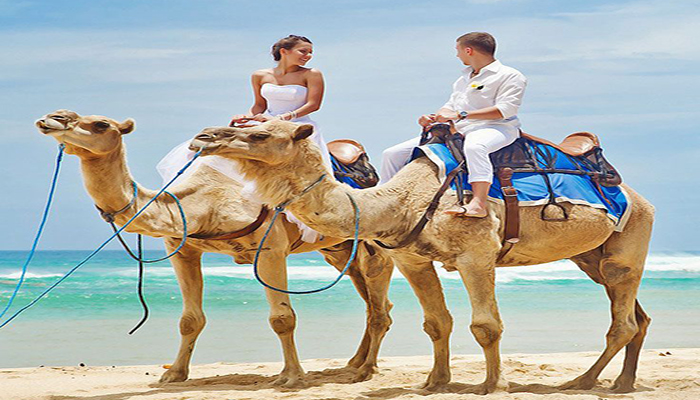 bali safari camel tour