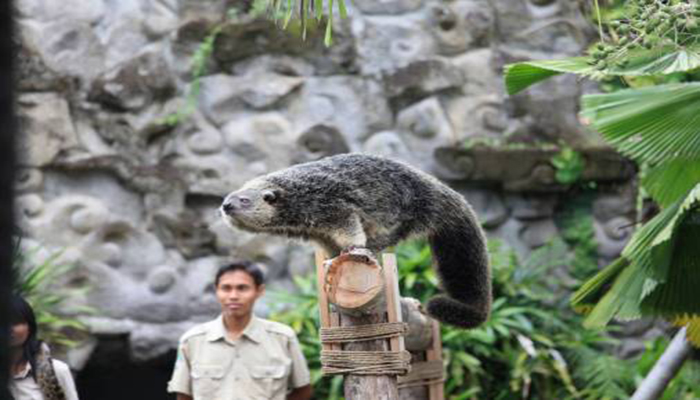 bali safari and marine park jungle hooper