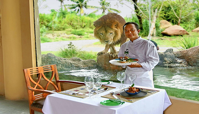 breakfast with the lions at bali safari and marine park