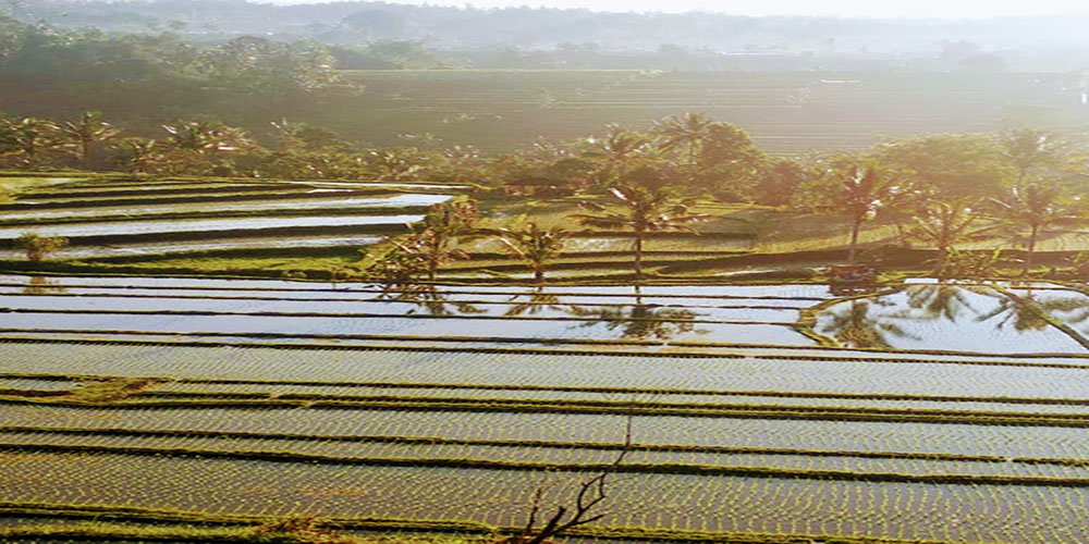 Jati Luwih Rice Terrace UNESCO World Site - Bali Tour package