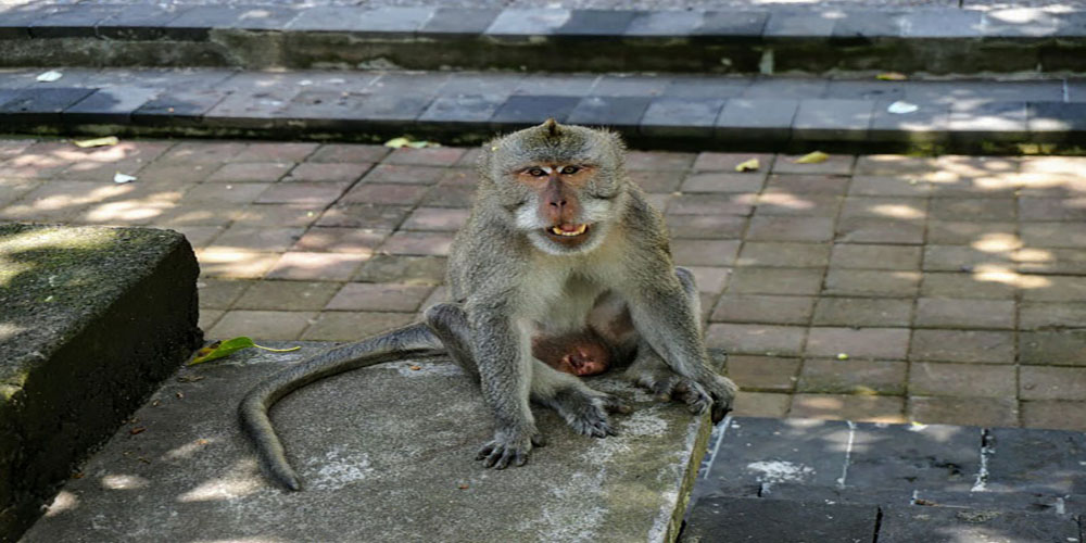 Ubud Monkey Forest - Bali Tour Package