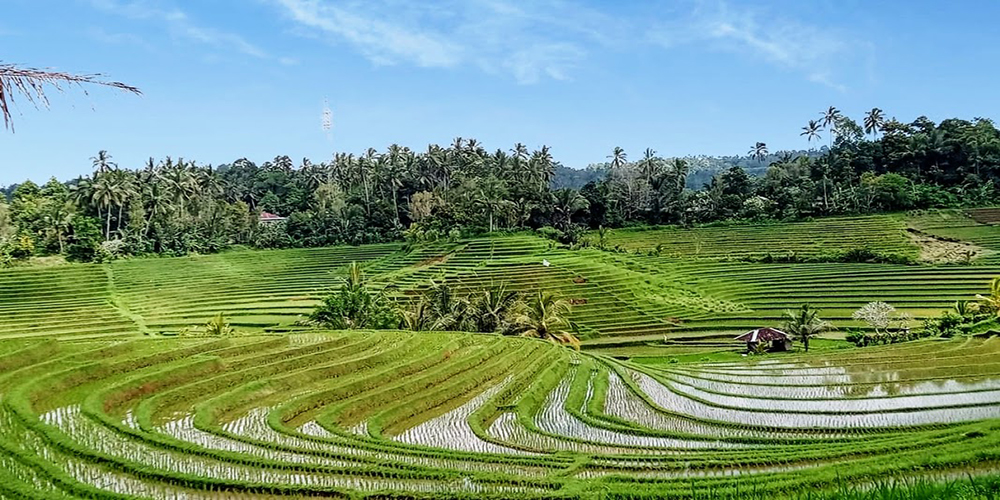 Belimbing Rice Terrace - Bali Tour Package