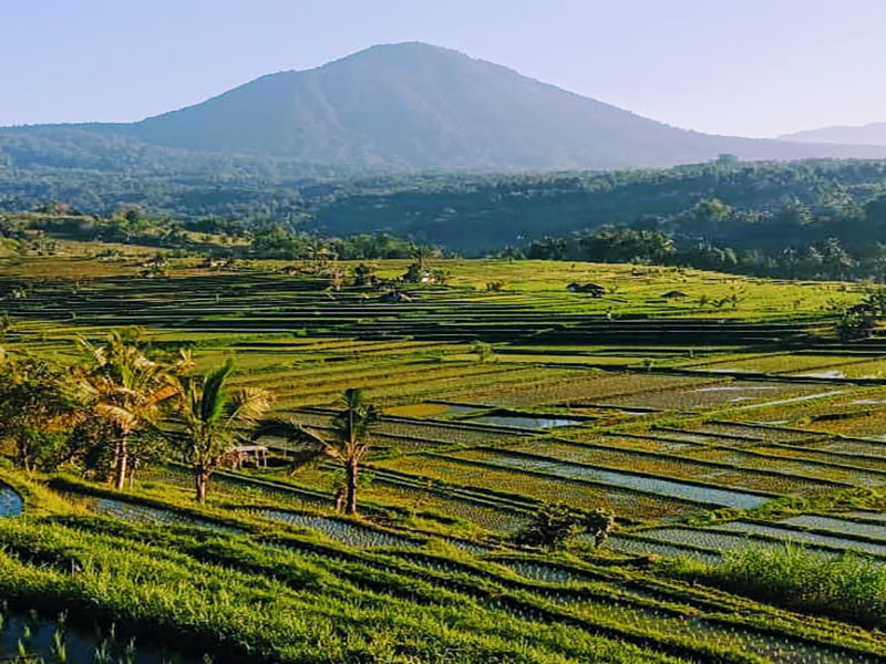 Jati Luwih Rice Terrace UNESCO World Site - Bali Tour Package