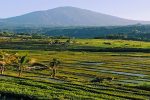 Jati Luwih Rice Terrace UNESCO World Site - Bali Tour package