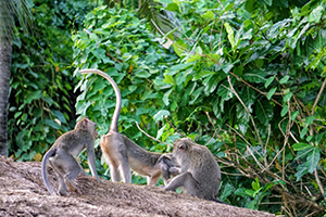 Monkey Forest - Bali Tour Package