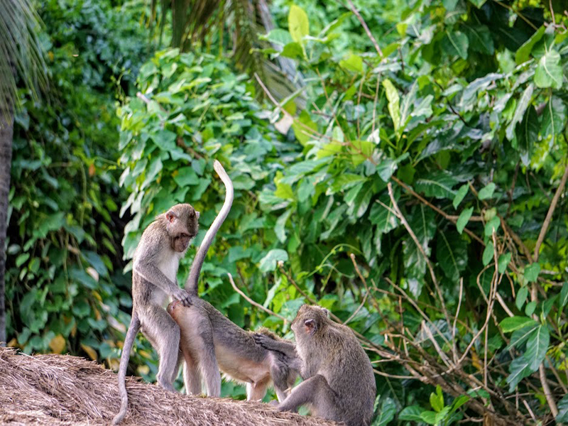 Monkey Forest - Bali Tour Service