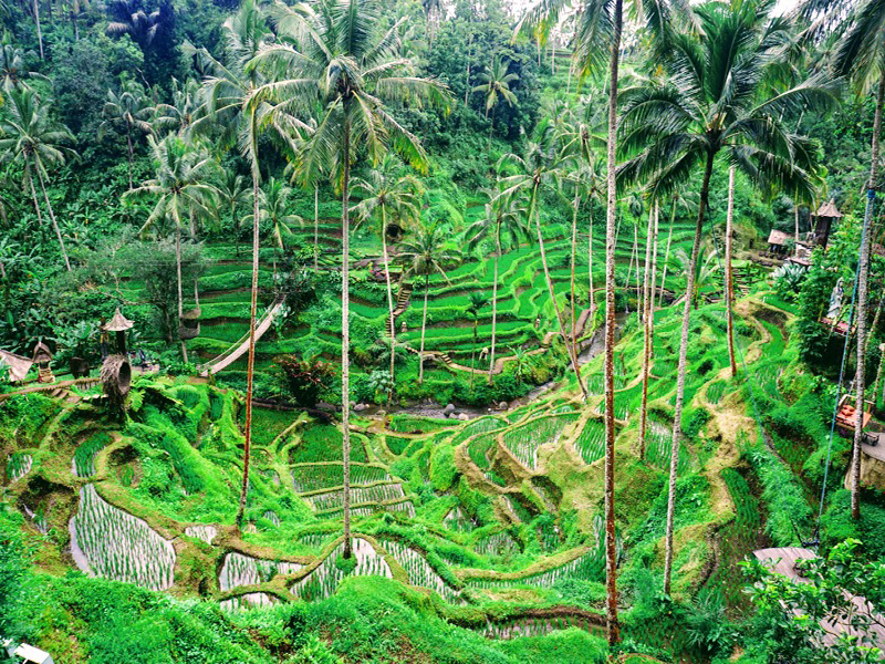 Tegalalang Rice Terrace - Bali Tour Service
