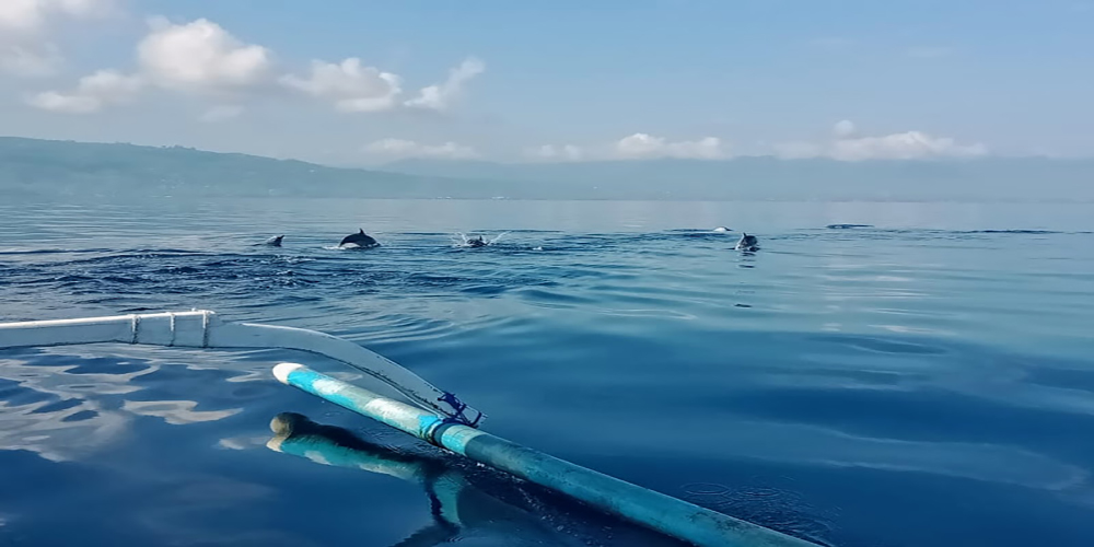 Watching Dolphin at Lovina Beach - Bali Tour Service