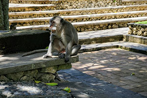 Ubud Monkey forest - Bali Tour Package