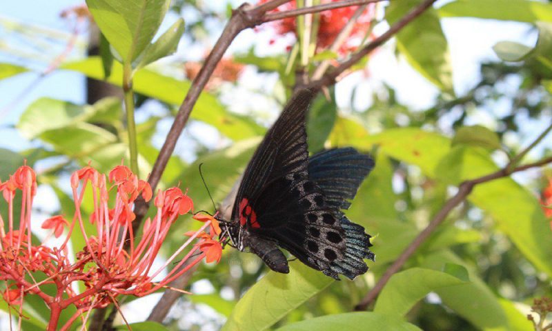 Butterfly Park - Bali Tour Package