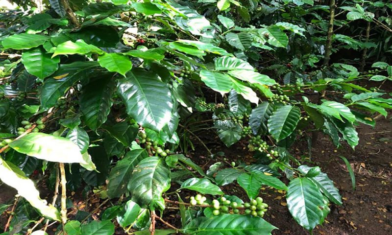 Coffee Plantation - Bali Tour Package