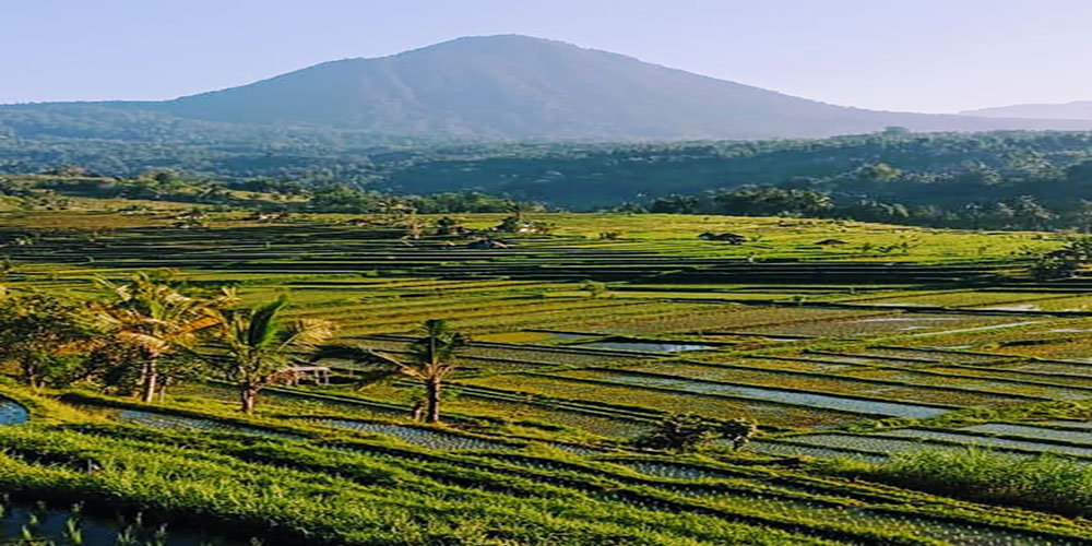 Jati Luwih Rice Terrace UNESCO World Site - Bali Tour Package