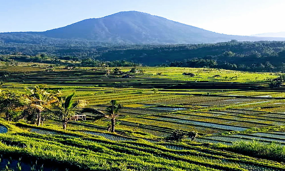 Jatiluwih Rice Terrrace - Bali Tour Package